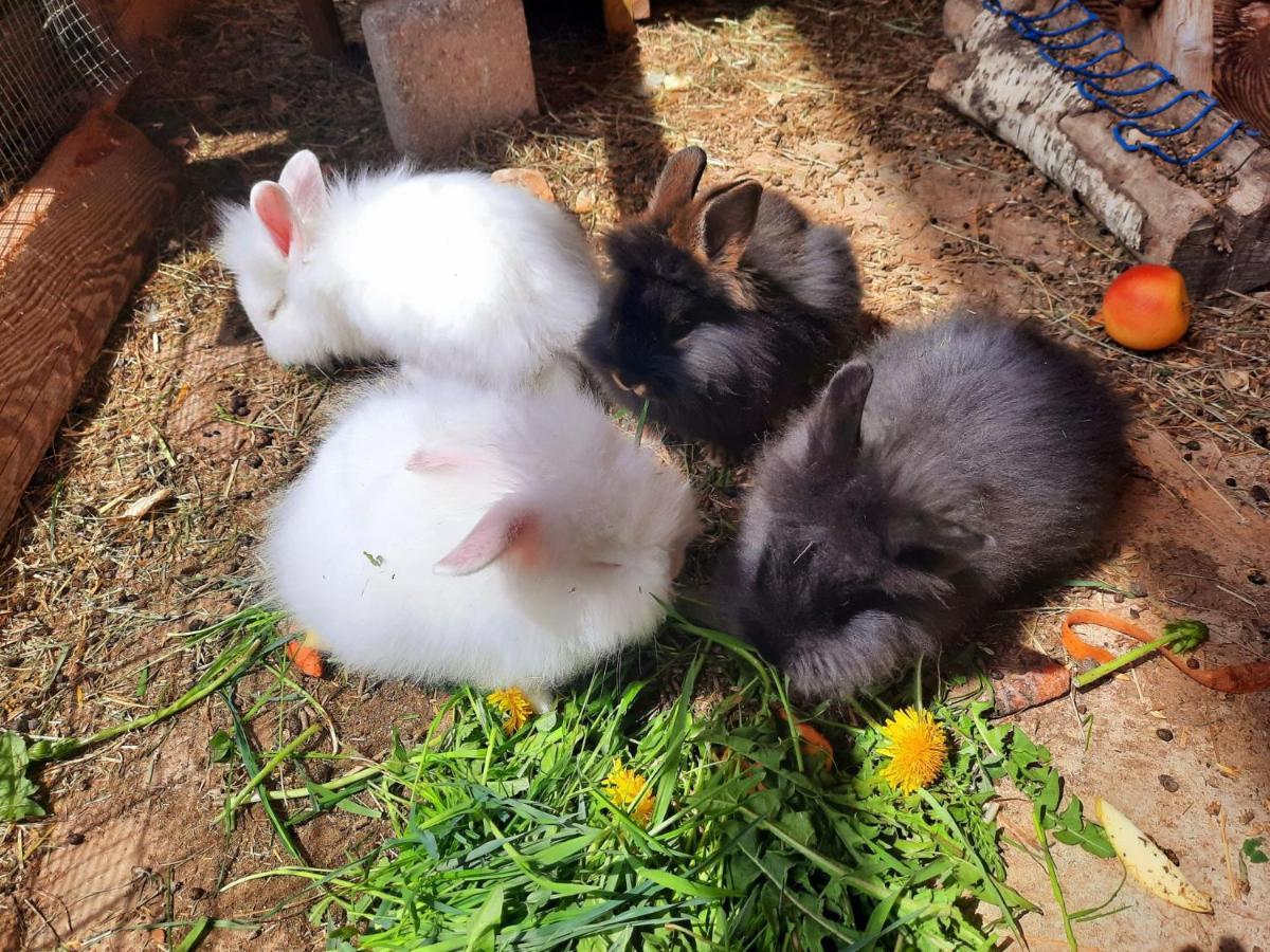 Binterhof Daire Castelrotto Dış mekan fotoğraf