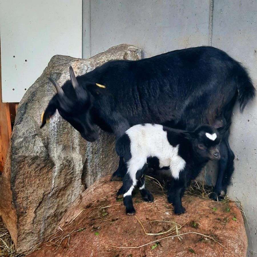 Binterhof Daire Castelrotto Dış mekan fotoğraf